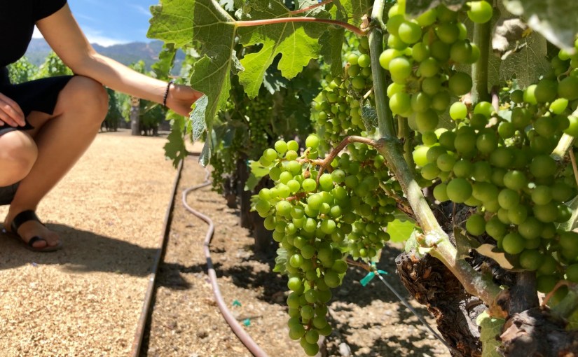 DIY Napa Wine Tasting Tour on a&nbsp;Budget